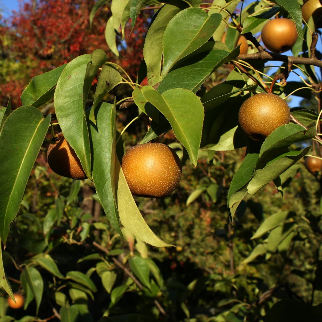20th Century Asian Pear Tree | Nijisseiki Pear Tree – Simply Trees