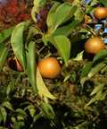20th Century Asian Pear Tree
