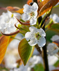 20th Century Asian Pear Tree