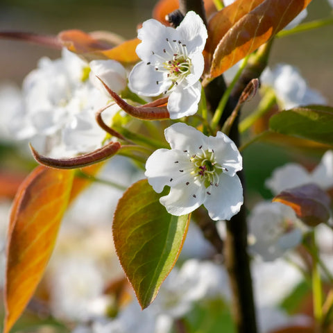 20th Century Asian Pear Tree