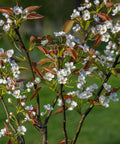 20th Century Asian Pear Tree