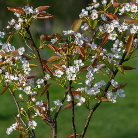 20th Century Asian Pear Tree