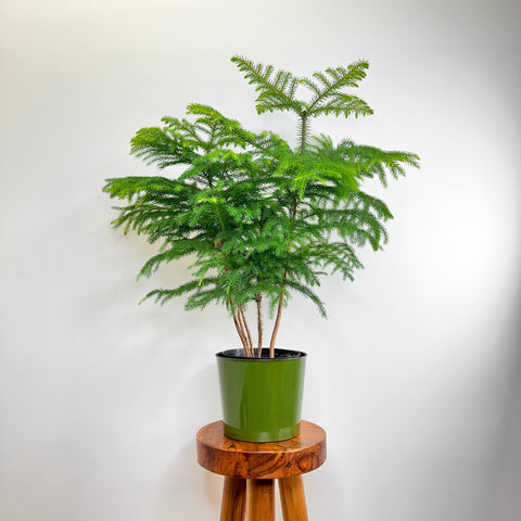 Norfolk Island Pine