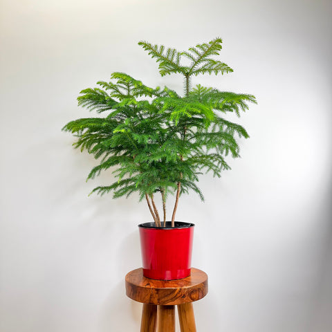 Norfolk Island Pine