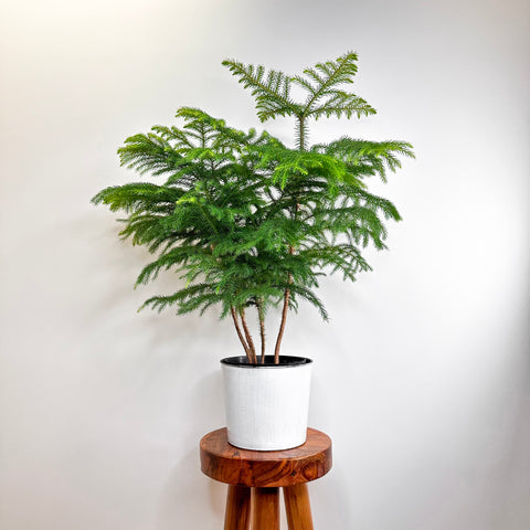 Norfolk Island Pine