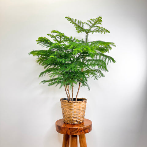 Norfolk Island Pine