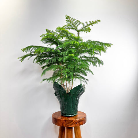 Norfolk Island Pine