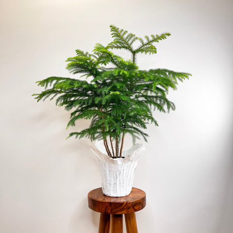 Norfolk Island Pine