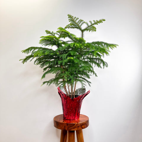 Norfolk Island Pine