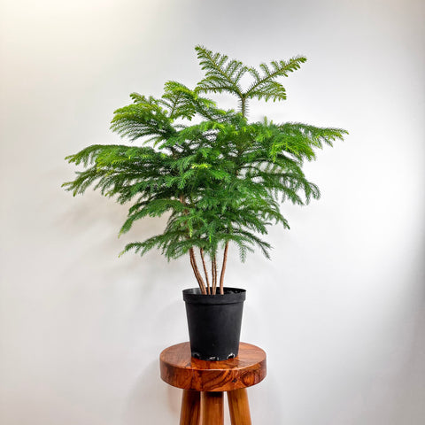 Norfolk Island Pine