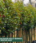 Eagleston Holly Tree with berries