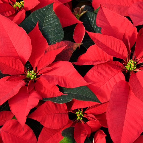 Red Poinsettia