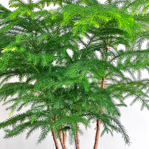 Norfolk Island Pine