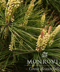 Compact Tanyosho Japanese Red Pine Monrovia