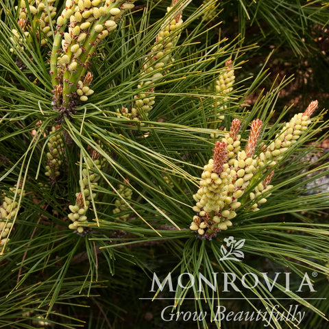 Compact Tanyosho Japanese Red Pine Monrovia