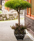 Compact Tanyosho Japanese Red Pine Monrovia