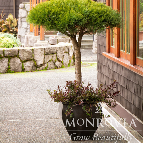 Compact Tanyosho Japanese Red Pine Monrovia