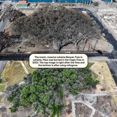 Tree & Shrub MitoGrow