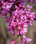 Ace of Hearts Redbud Tree