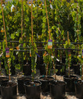 Ace of Hearts Redbud Tree