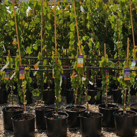 Ace of Hearts Redbud Tree