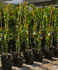 Ace of Hearts Redbud Tree
