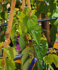Ace of Hearts Redbud Tree