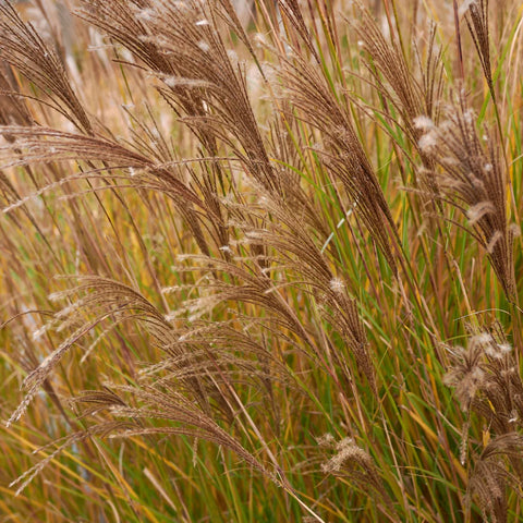 Adagio Maiden Grass