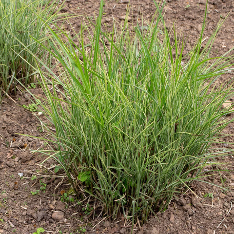 Adagio Maiden Grass