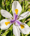 African Iris