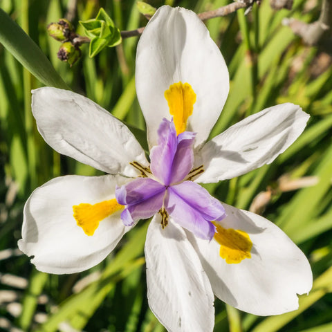 African Iris