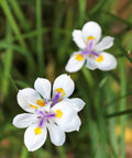 African Iris