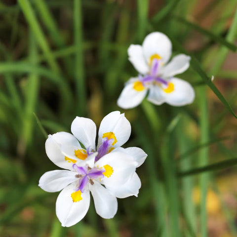 African Iris