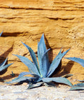 Agave Americana