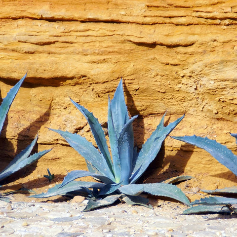 Agave Americana