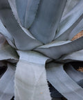 Agave Americana