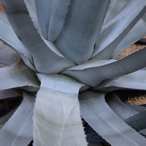 Agave Americana