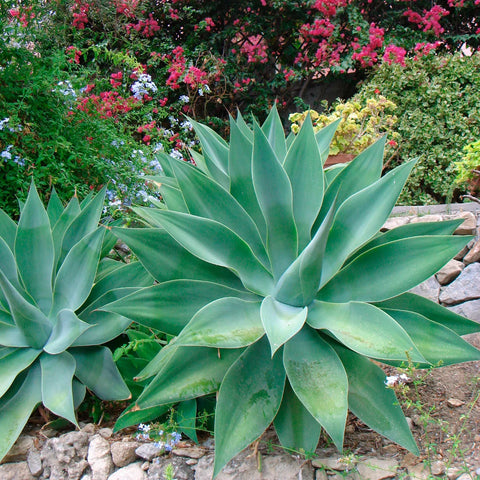 Agave Blue Flame