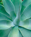 Agave Blue Flame