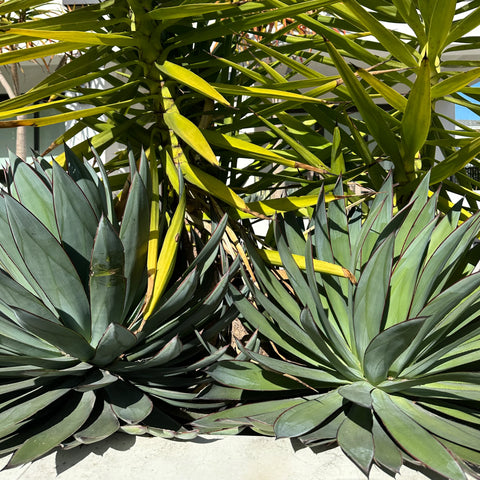 Agave Blue Glow