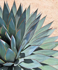 Agave Blue Glow