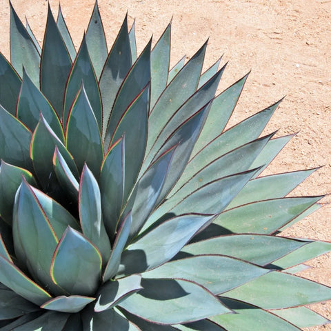 Agave Blue Glow