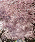 Akebono Cherry Tree