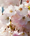 Akebono Cherry Tree