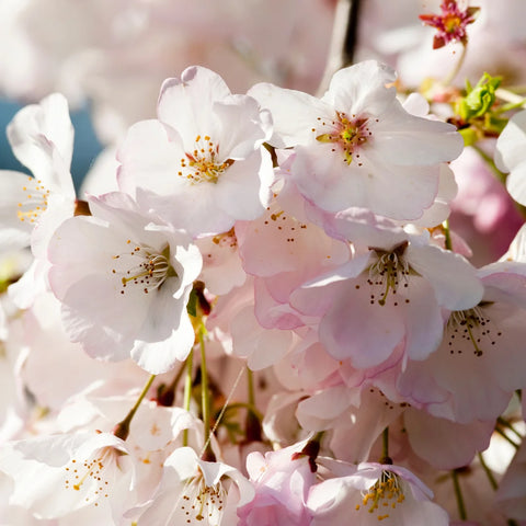 Akebono Cherry Tree