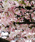 Akebono Cherry Tree