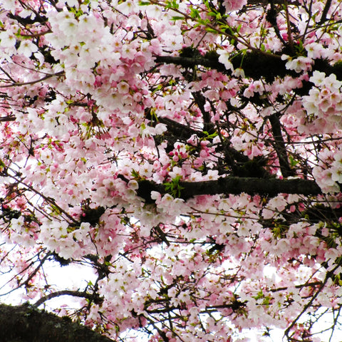 Akebono Cherry Tree