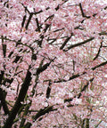 Akebono Cherry Tree