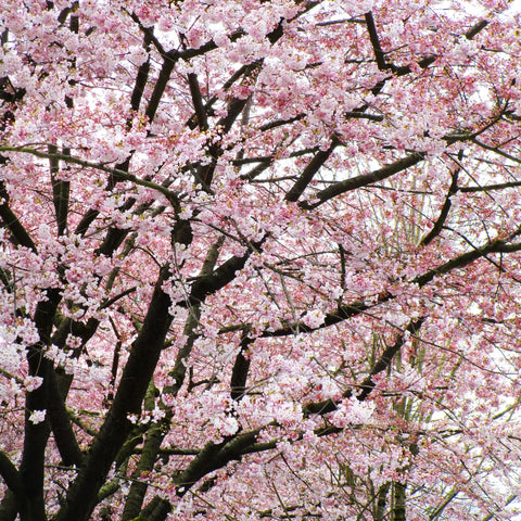 Akebono Cherry Tree