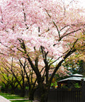 Akebono Cherry Tree